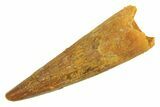 Juvenile Fossil Spinosaurus Tooth - Real Dinosaur Tooth #296843-1